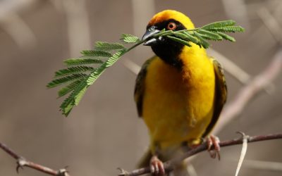 Visiter l’Afrique de la plus belle manière qui soit